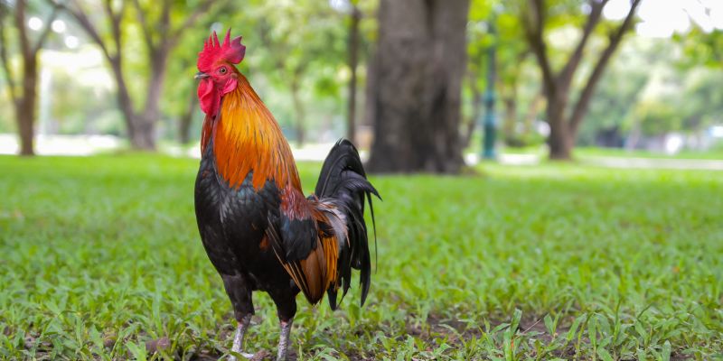 Sàn đấu của nhiều chiến kê oai hùng, dũng mãnh quy tụ